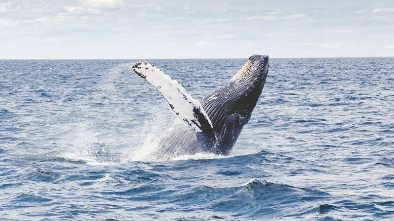 Whale breaching