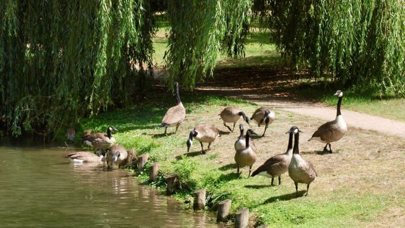 A flock of geese standing on the banks of a river beside a willow tree