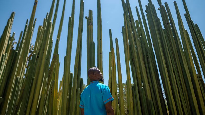 A man in a blue shirt in a cactus garden