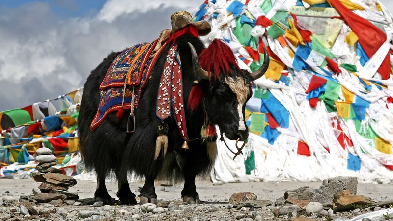 yak in Bhutan