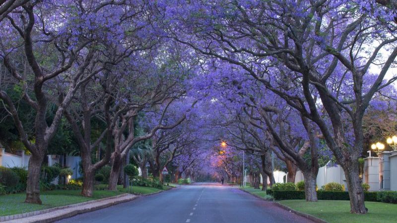 An avenue of purple Jacaranda trees