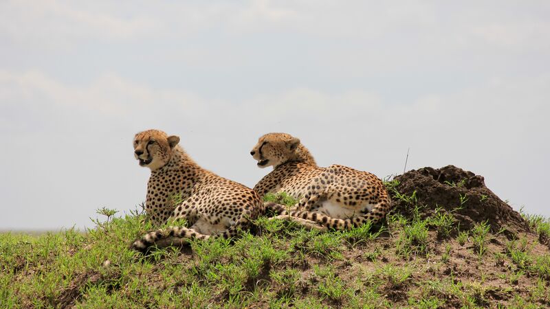 Two cheetahs in Tanzania.