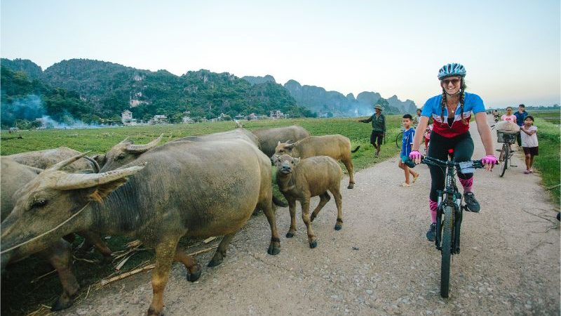 A cyclist rides alongside a herd of water buffalo in Vietnam