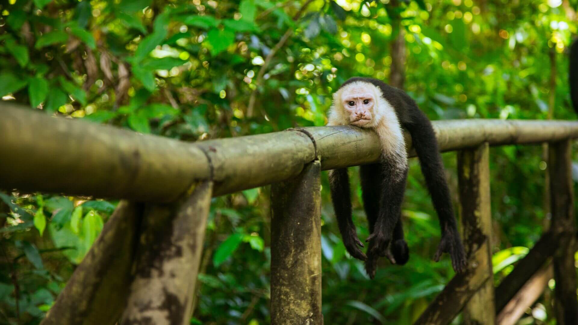 A monkey lounges on a handrail at Manual Antonio National Park, Costa Rica