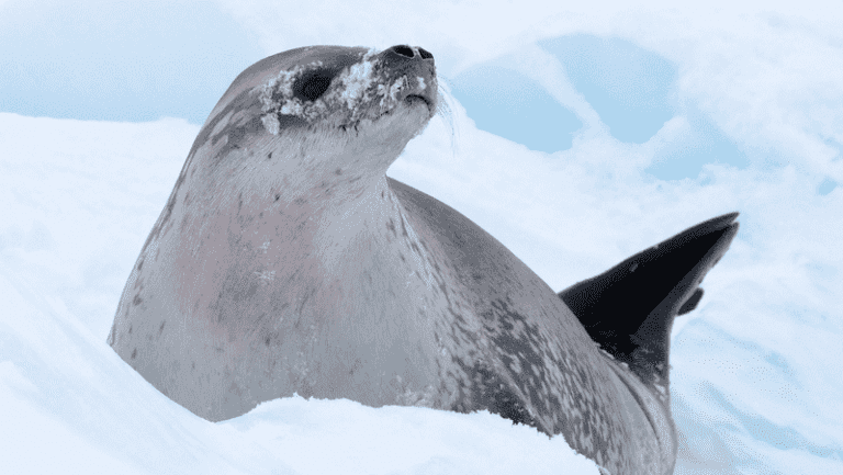 Meet the Animals of Antarctica | Intrepid Travel Blog - The Journal