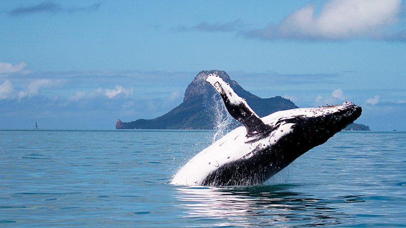 A whale breaching in the Whitsundays 