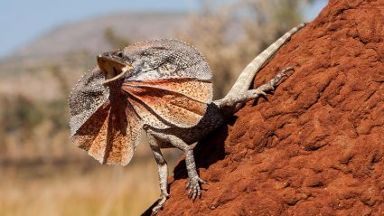 Seek out these 8 Arnhem Land animals | Intrepid Travel Blog - The Journal