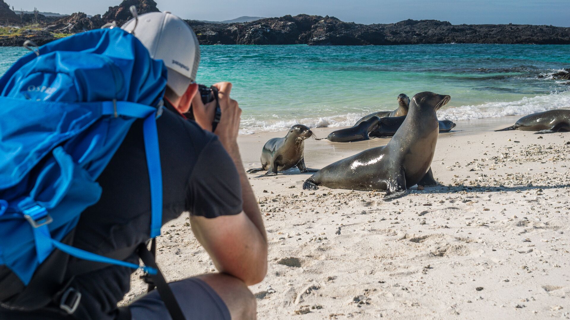 A traveller taking a photo of sea lions in the Galapagos