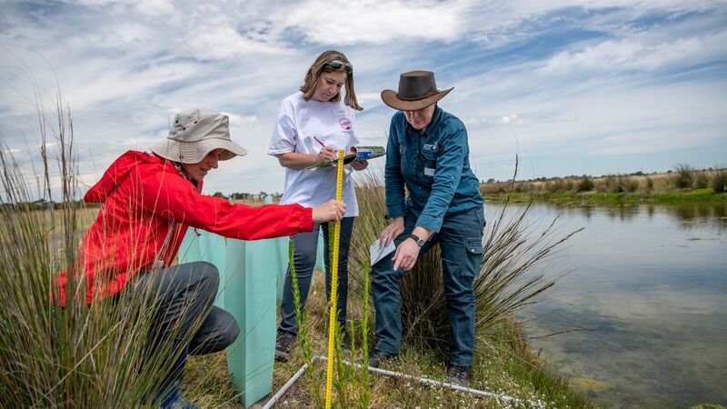 Championing coastal wetlands: Blue Carbon Lab is restoring lost