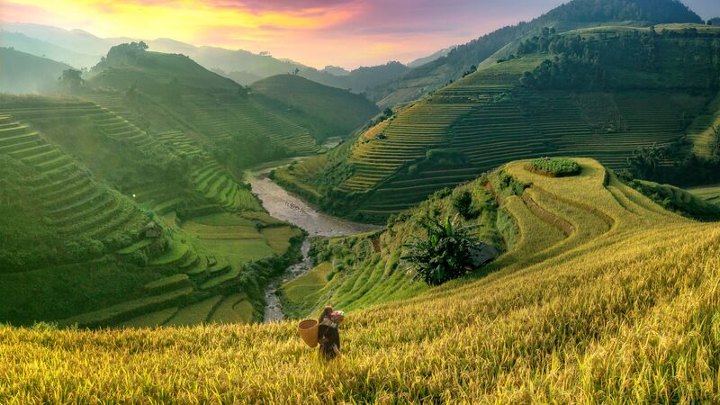 The lush green fields of the Sapa region in Vietnam