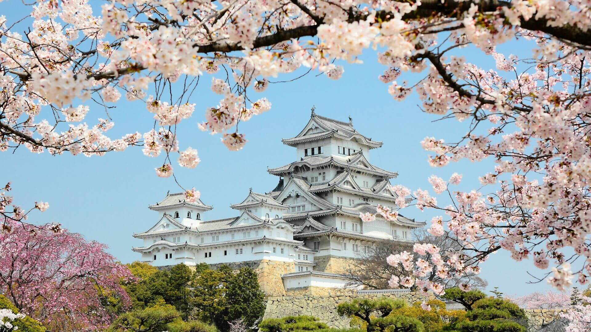 Hyogo Himeji Castle shot from below among the cherry blossoms, Japan