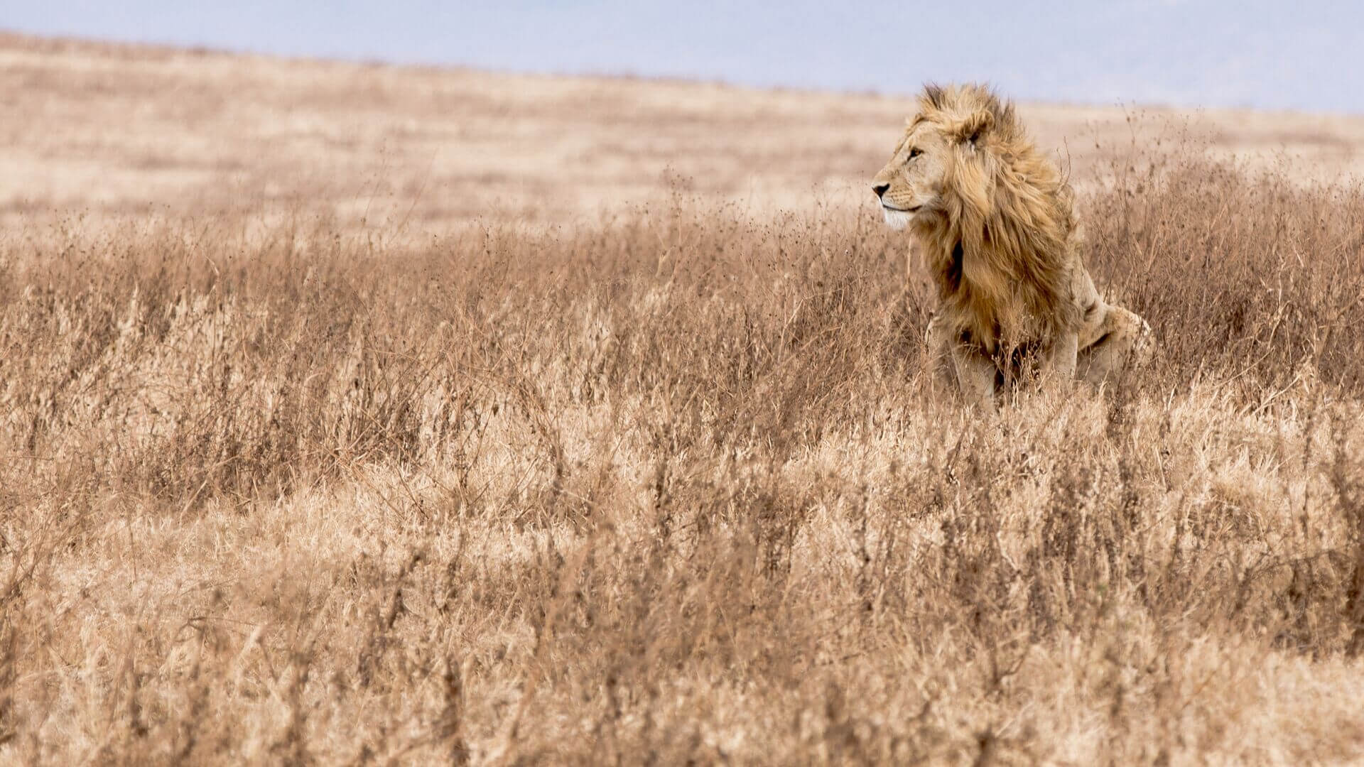 A male lion sitting in the grass, Ngorongoro, Tanzania