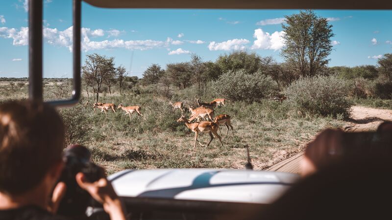 Gazelle grazing the plains of Botswana while travellers take photos.