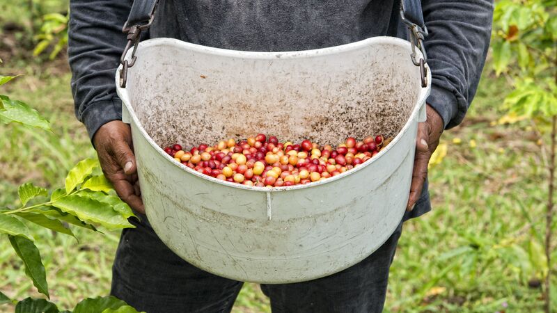 A local farmer holding a barrel full of Colombian coffee beans. 