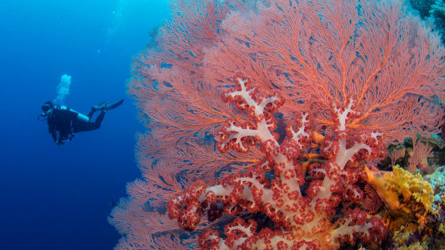 How Bali's Coral Triangle Center is restoring the region's reefs