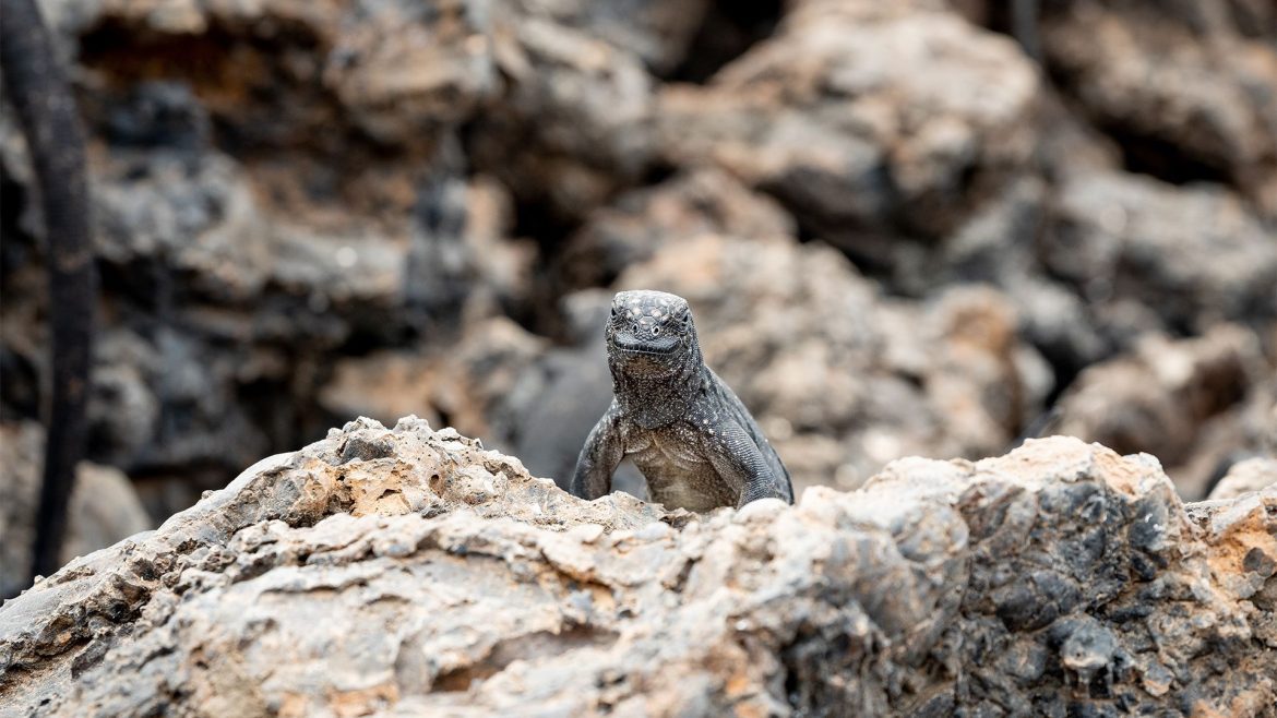 Lizard Galapagos