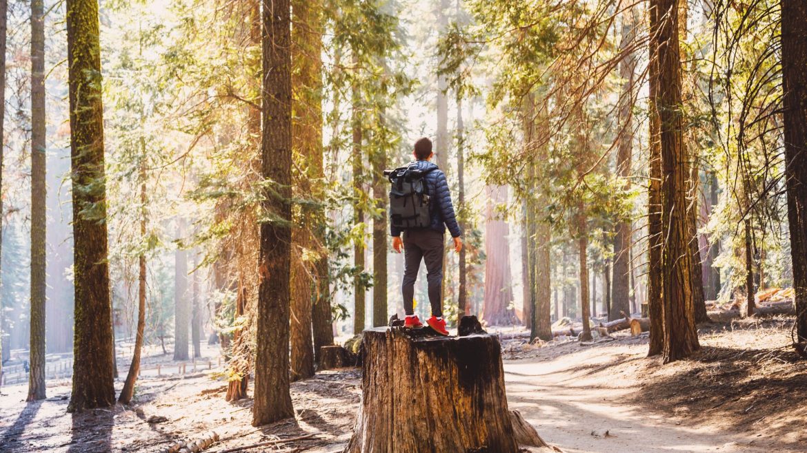 A traveller standing on a tree trunk in Yosemite National Park