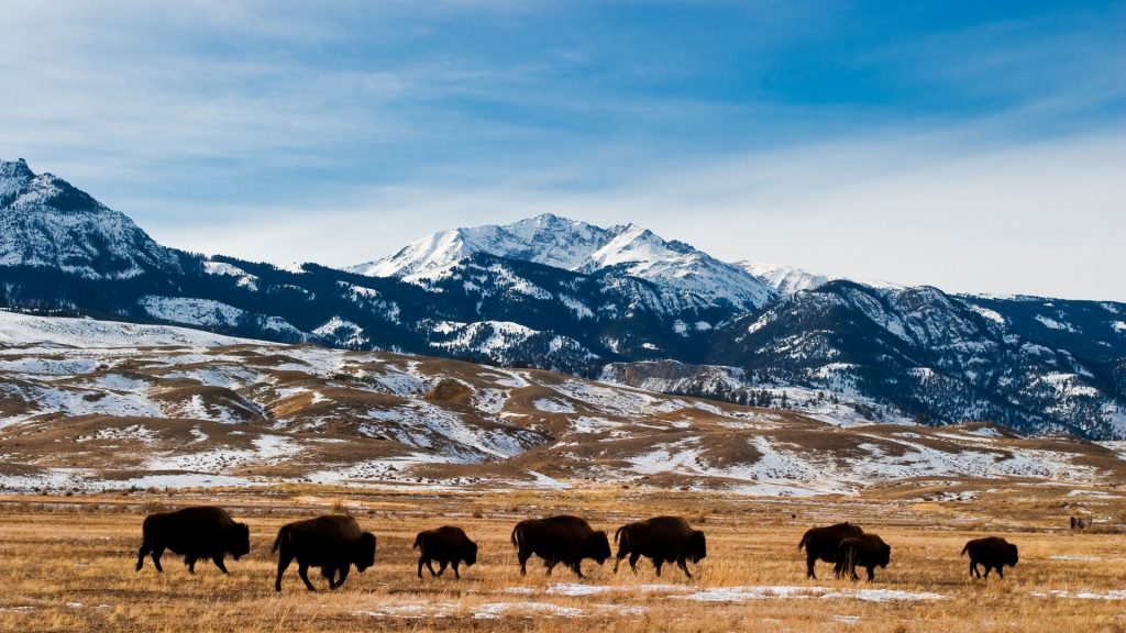 A herd of bison in Lamar Valley, Yellowstone National Park