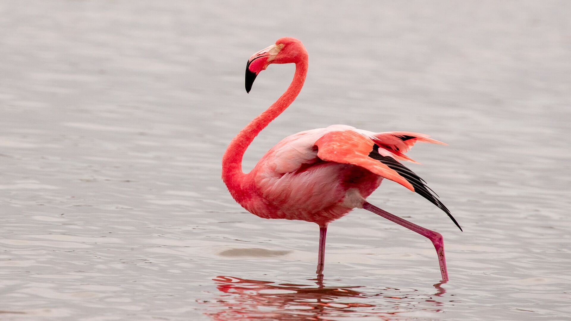 Bright pink flamingo standing in the water, Galapagos Islands