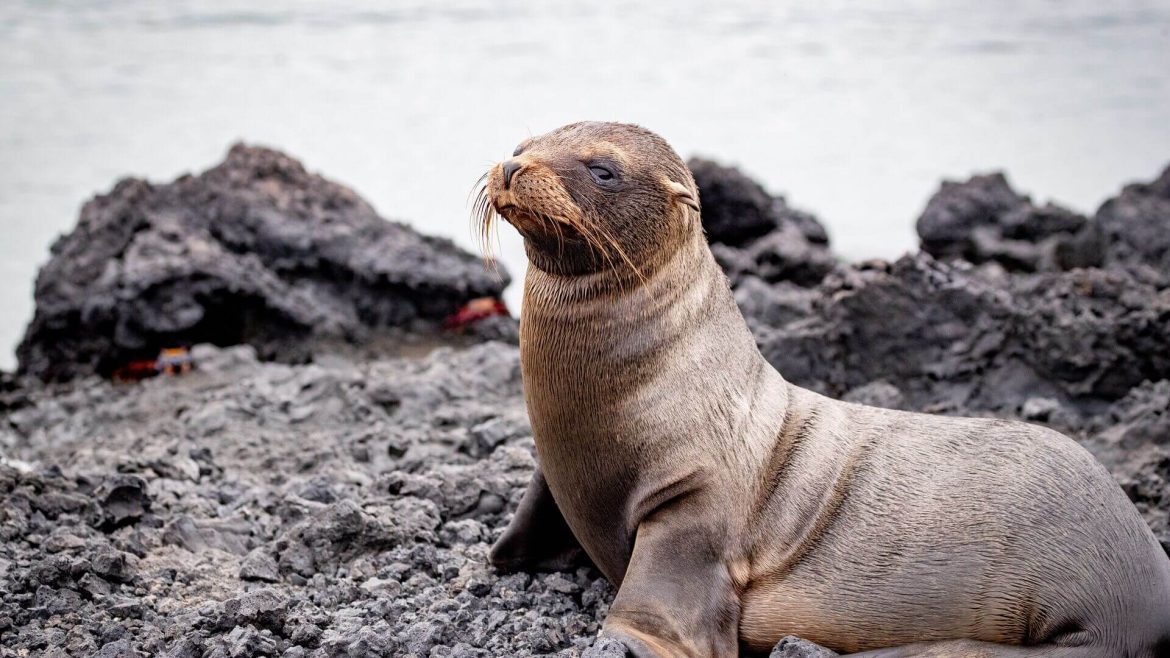 A sea lion looking out while laying on a rocky shore