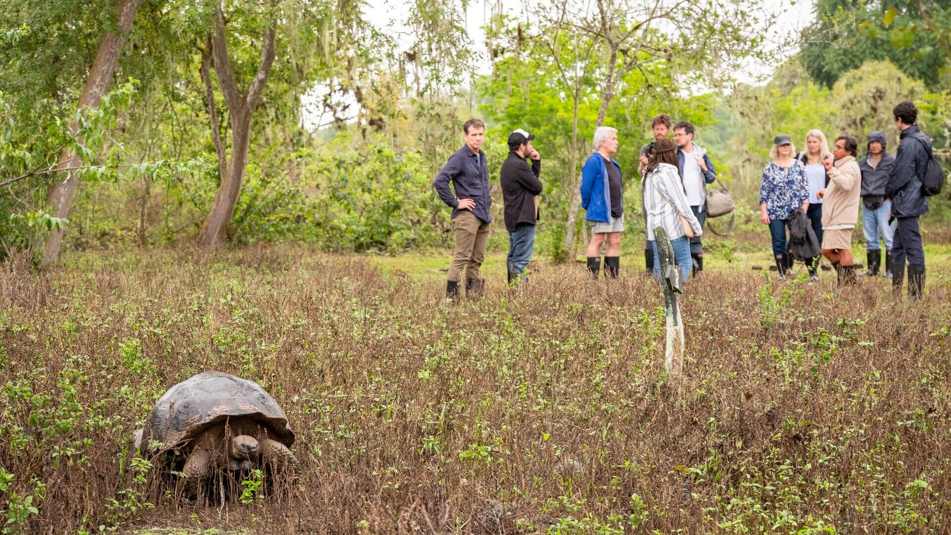 People looking at a tortoise in the grass, Highlands at Santa Cruz