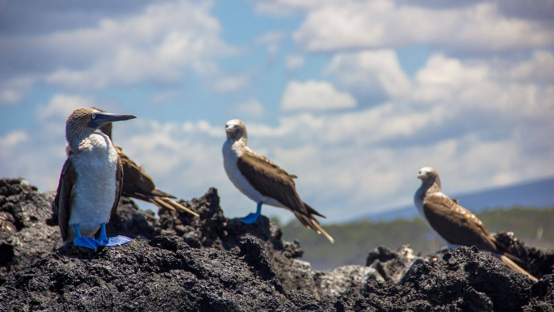 Blue-footed boobies standing on rocks