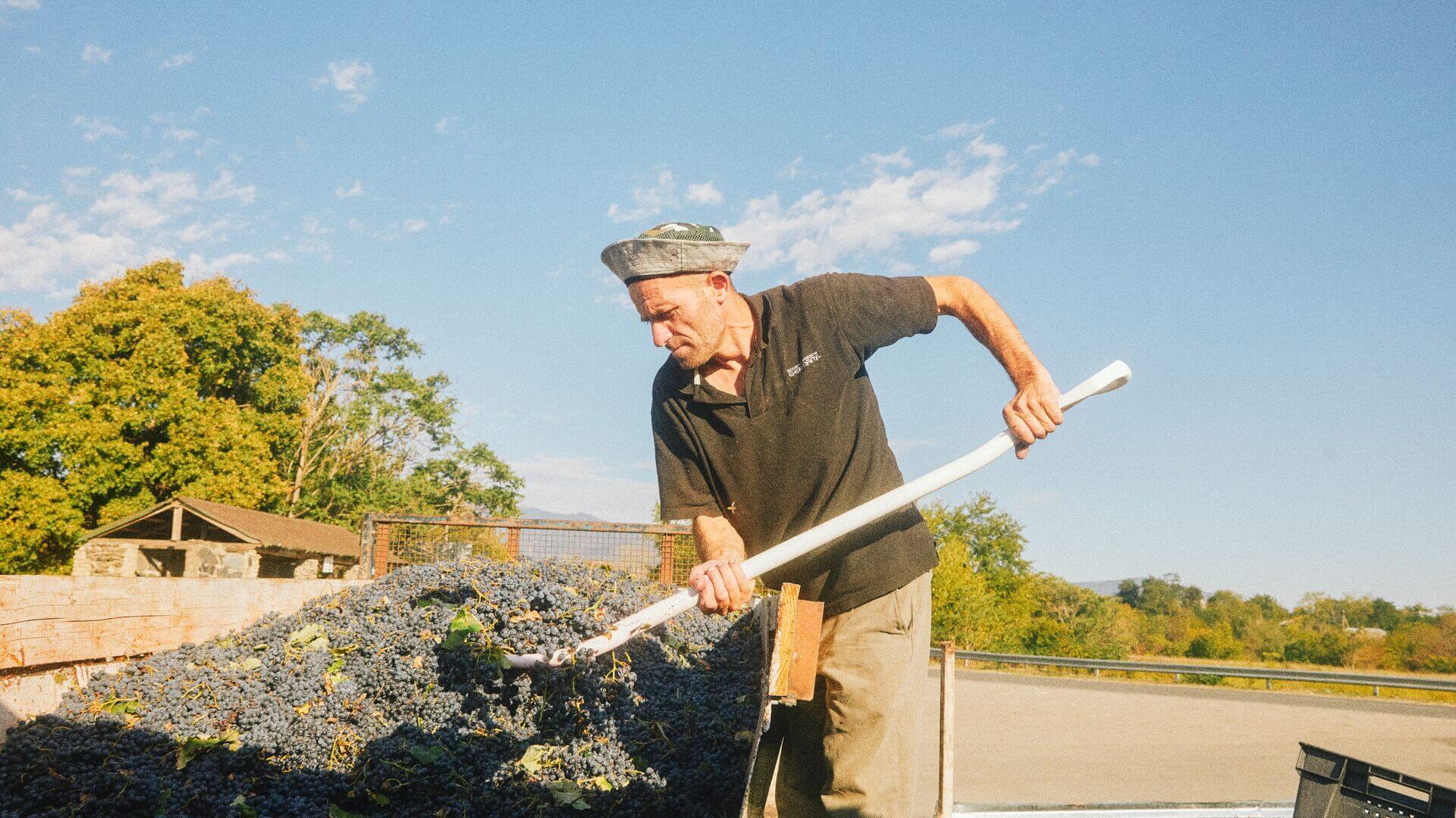 A man mixing grapes in the sunshine, Kakheti, Georgia