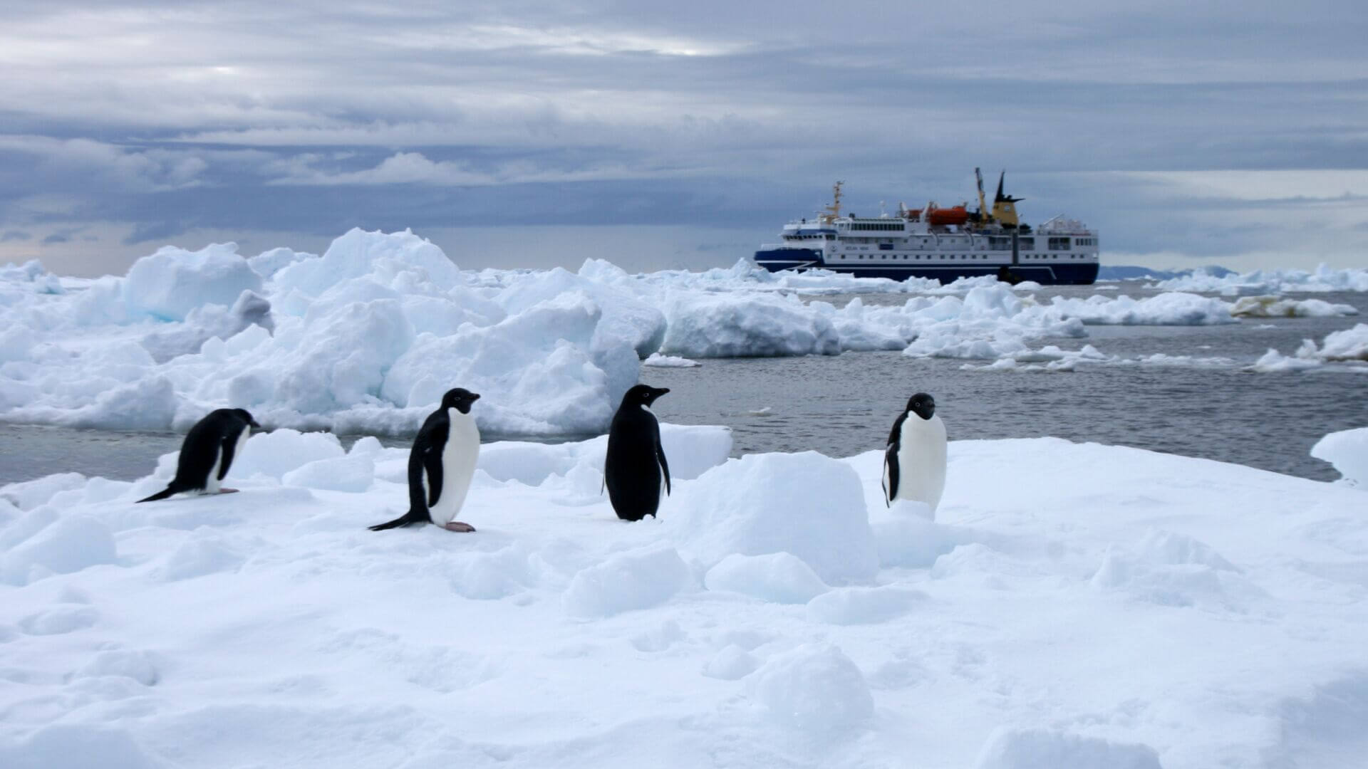 Antarctica, penguins standing on ice with ocean nova in the background