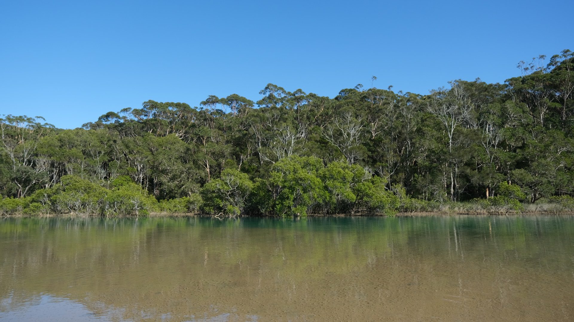 The banks of the Moonee Creek in New South Wales, Australia 