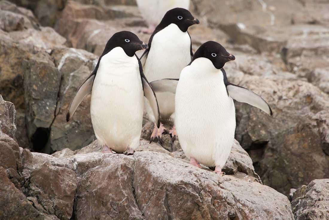 What Animals Live in Antarctica? Intrepid Travel