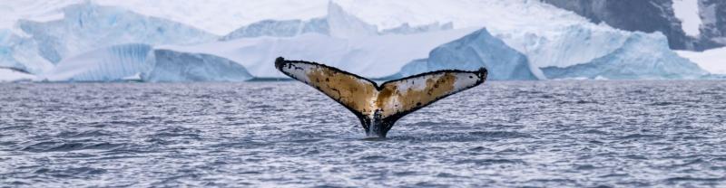 Whale fluke in Antarctica