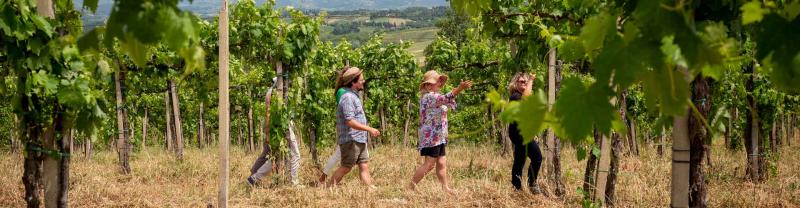 Travellers wander through the vineyards of Tuscany