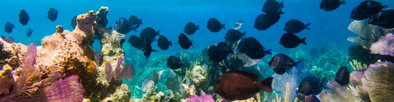 A school of tropical fish swimming over colored coral in Belize 