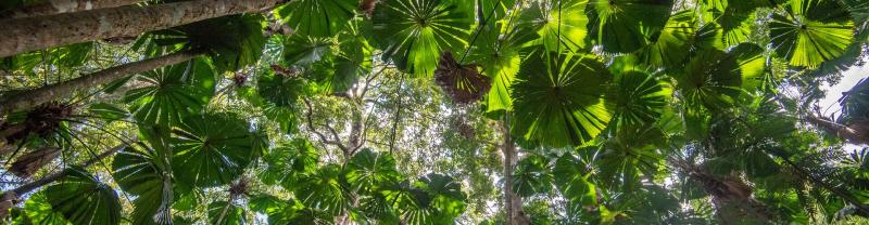 canopy of green leaves above the daintree rainforest in queensland