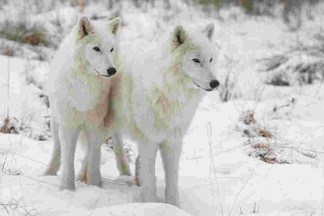 Pair of Arctic wolves in the snow