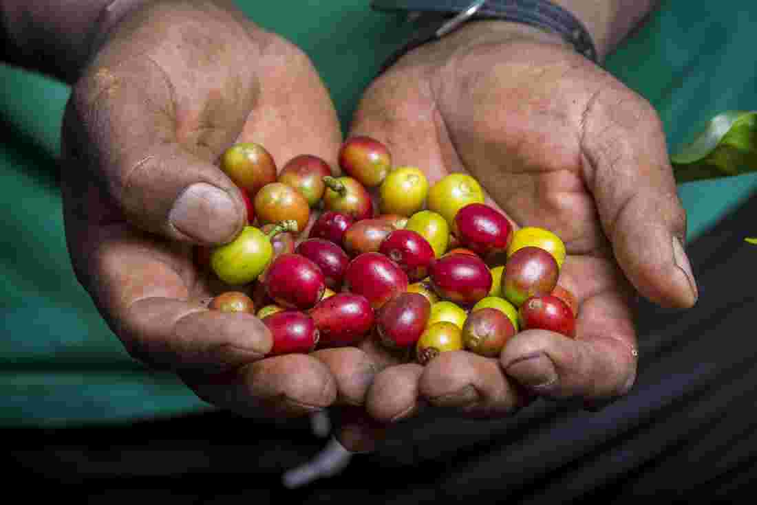 Coffee fruit in farmer's hands