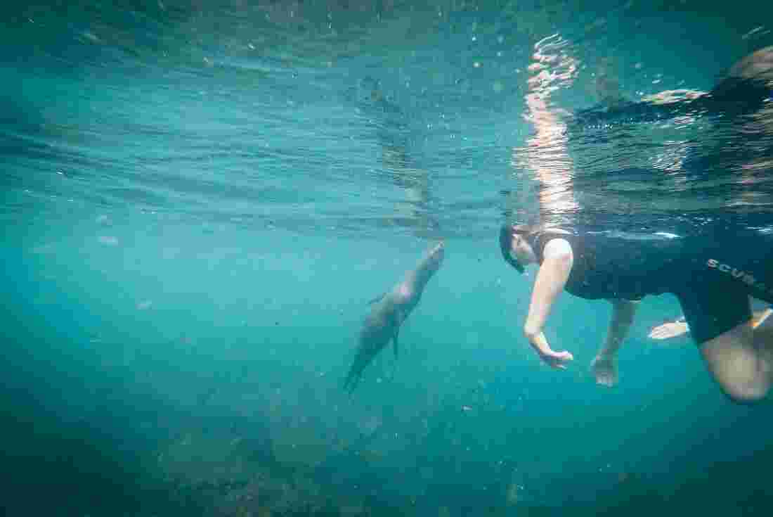 A traveller snorkelling with a sea lion in the Galapagos