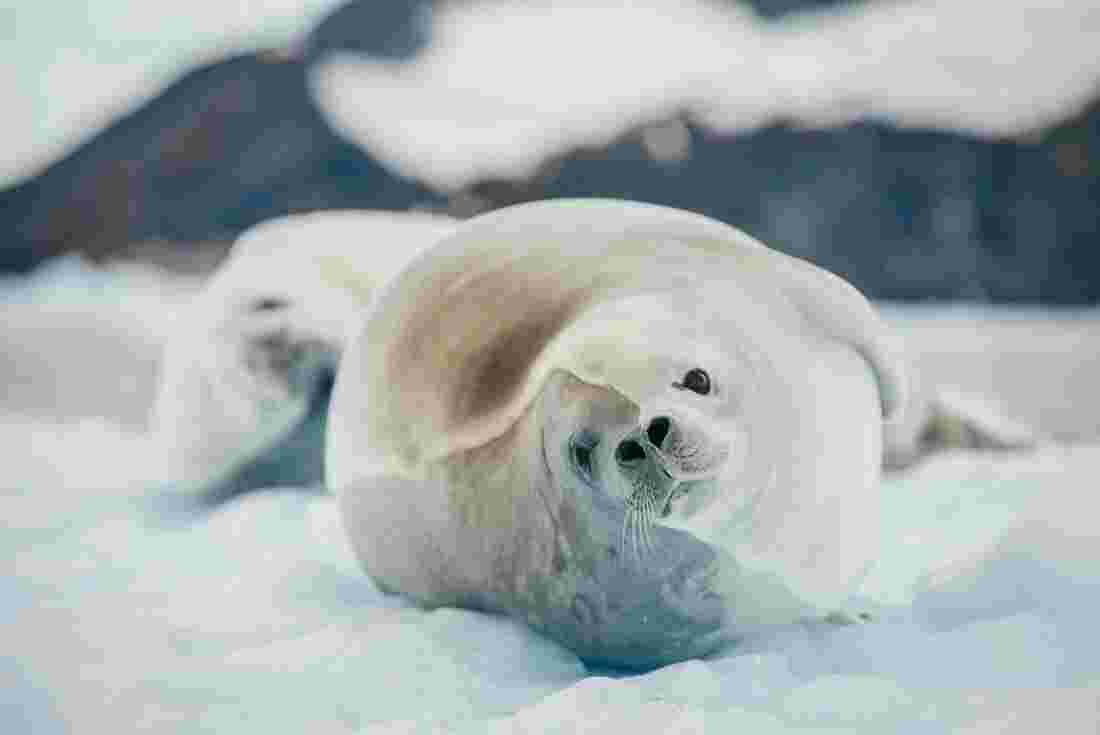Close up of a seal lying on an icy shelf in Antarctica 