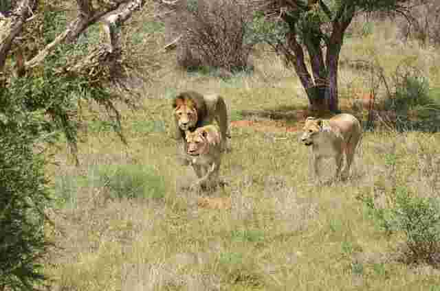 A pride of three lions stalks their way across the savannah