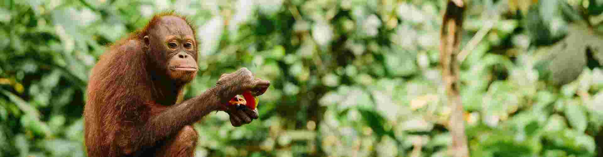 Turtles & orangutans: Wildlife conservation in Borneo I Intrepid