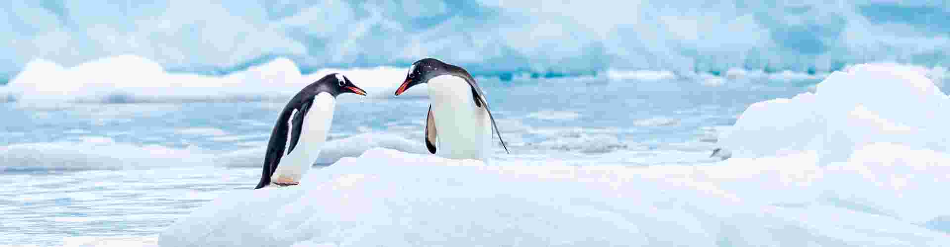 Two gentoo penguins standing on a shelf of ice