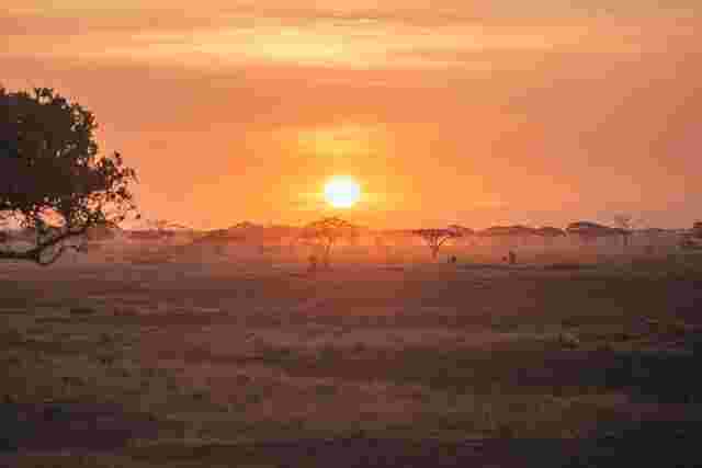 A glowing orange sunset over grasslands dotted with umbrella trees in the Serengeti