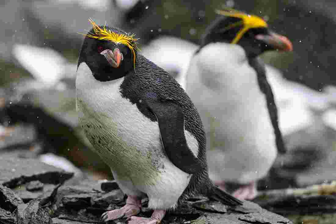Северный хохлатый Пингвин