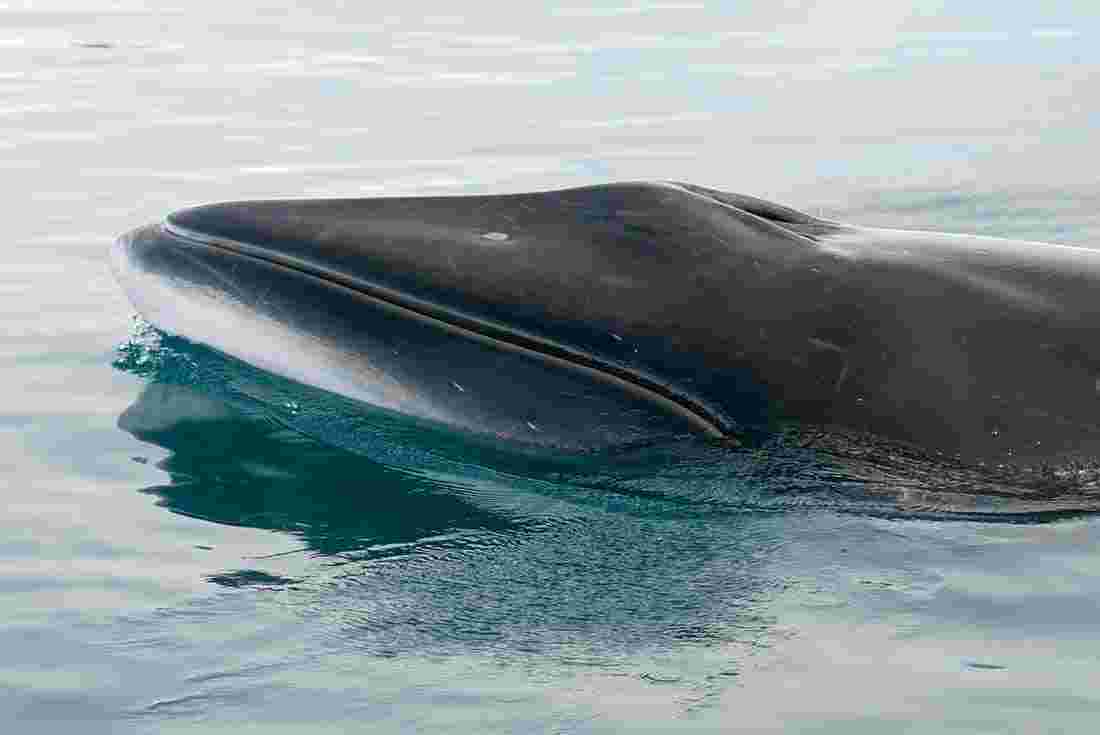 Minke whale breaches in the Arctic