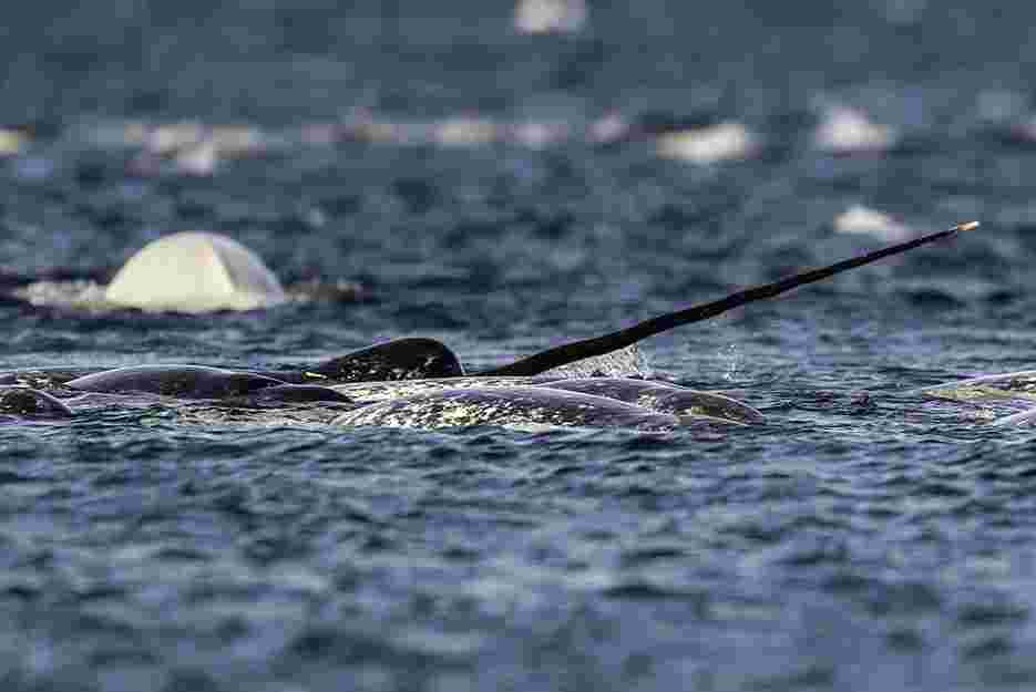 Group of narwhal whales feed on the waters surface