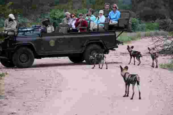 A group of travelers and a guide have a close encounter with four hyenas in an open-sided safari vehicle 