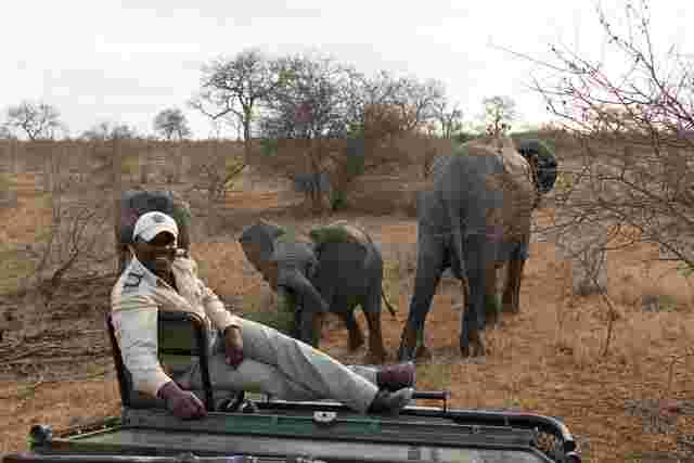 A safari guide takes his vehicle off the path to follow a group of elephants