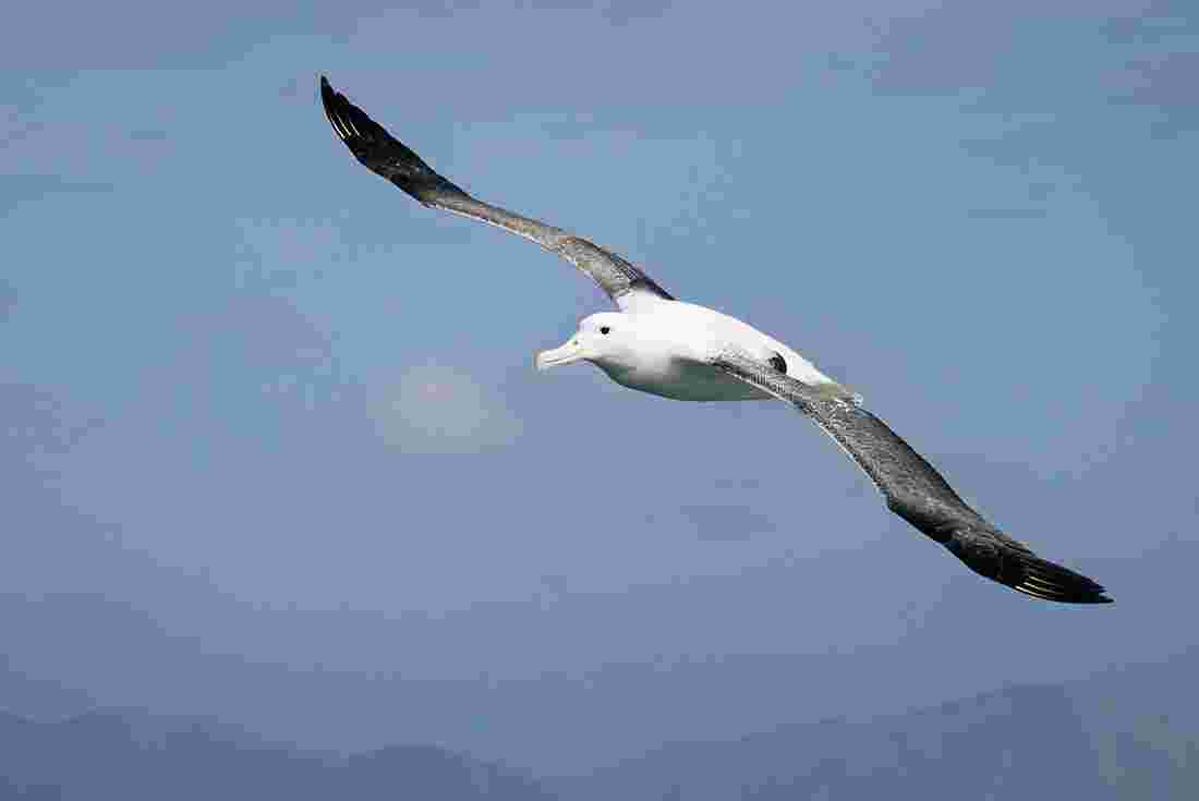 Wandering albatross, Antarctic