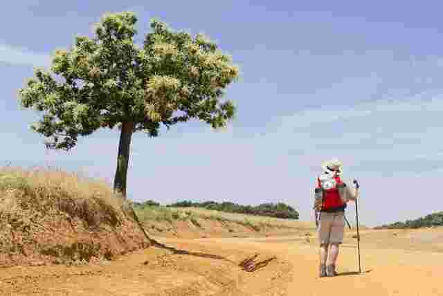 A traveller looking at a tree surrounded by grassy plains along the Camindo de Santiago. 