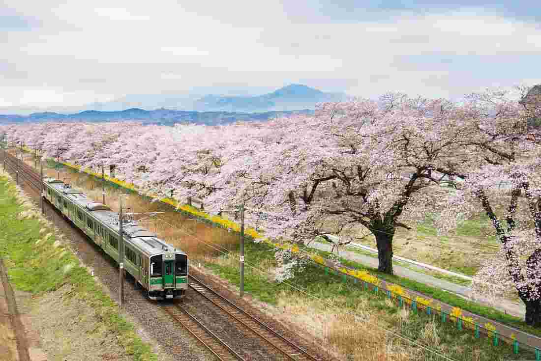 Japan Land Of The Rising Sun Intrepid Travel Ca - land of the rising sun roblox classes